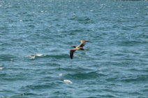 a-bird-flying-over-a-body-of-water.jpg a bird flying over a body of water
